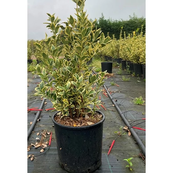 Japán kecskerágó  EUONYMUS JAPONICUS BRAVO 40/60 K5