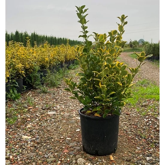 Japán kecskerágó EUONYMUS JAPONICUS ELEGANTISSIMUS AUREUS 40/60 K5 