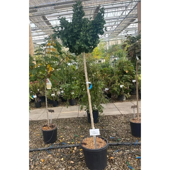 Gömb páfrányfenyő  GINKGO BILOBA MARIKEN T120-140 K30