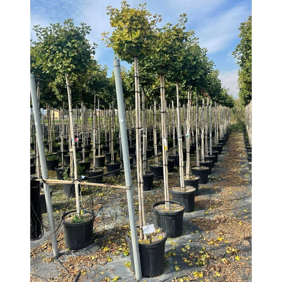 Gömb páfrányfenyő   GINKGO BILOBA MARIKEN T200 10/12 K45