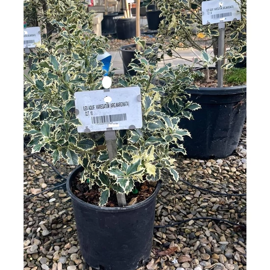 Közönséges magyal  ILEX AQUIFOLIUM ARGENTEOMARGINATA K10
