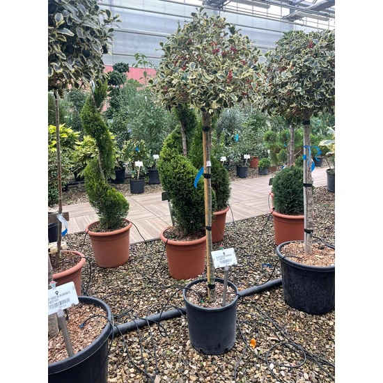 Közönséges magyal  ILEX AQUIFOLIUM ARGENTEOMARGINATA T1/2 K15