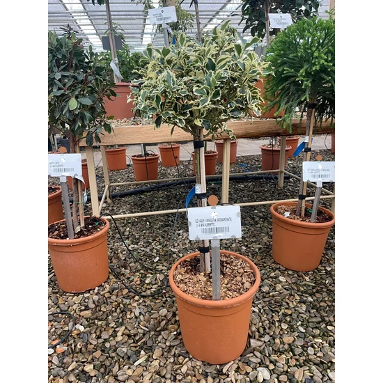 Közönséges magyal  ILEX AQUIFOLIUM ARGENTEOMARGINATA T1/4 K9