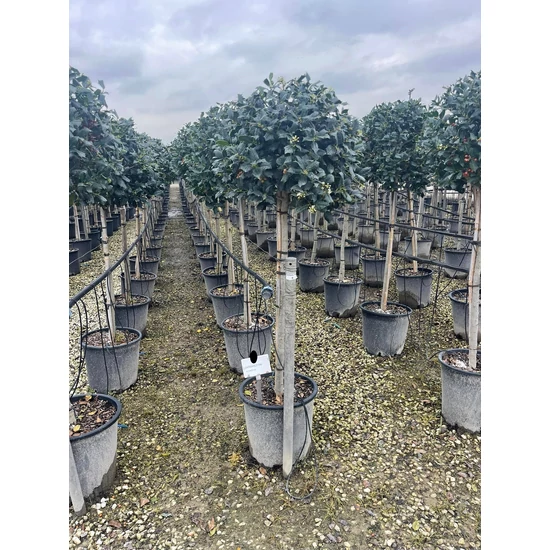 Közönséges magyal   ILEX MUTCHAGARA NELLIE R. STEVENS T1/2 K25