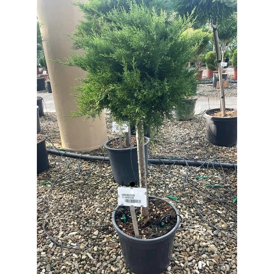 Arany terülő boróka JUNIPERUS MEDIA OLD GOLD T60 K18