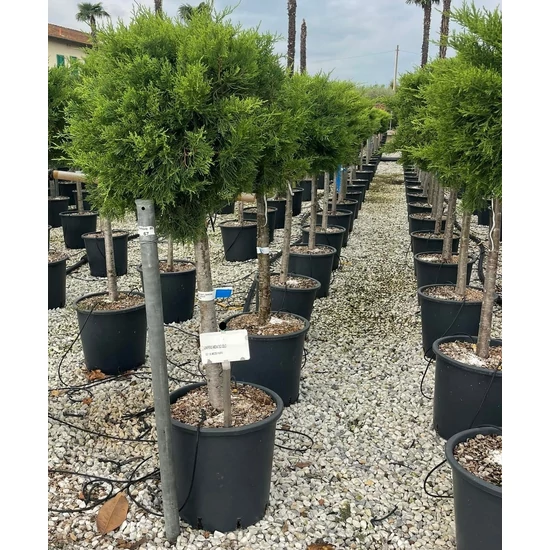 Arany terülő boróka  JUNIPERUS MEDIA OLD GOLD T1/2 K25