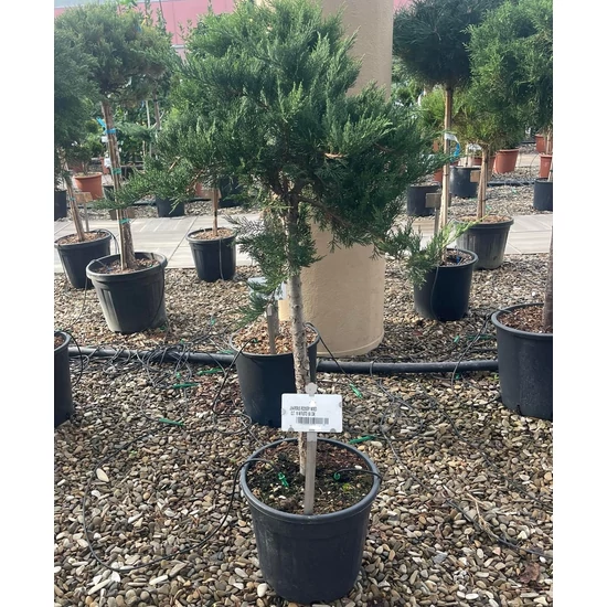 Nehézszagú boróka JUNIPERUS ROCKERY MIXED T60 K18