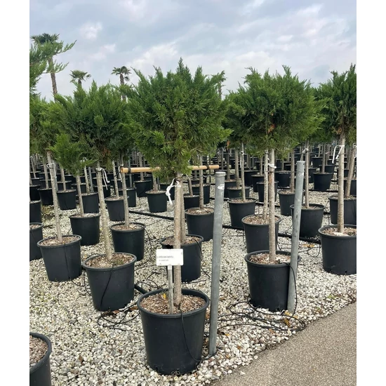 Nehézszagú boróka   JUNIPERUS SABINA TAMARIXIFOLIA T1/2 K25