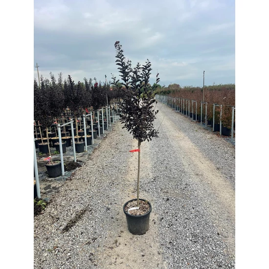 Kínai selyemmirtusz LAGERSTROEMIA BLACK DIAMOND BEST RED T1/2 K15