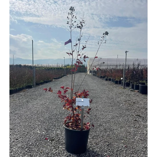 Kínai selyemmirtusz LAGERSTROEMIA DYNAMITE 60/80 K10