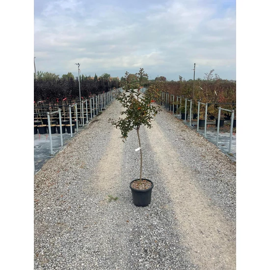 Kínai selyemmirtusz LAGERSTROEMIA INDICA RHAPSODY IN PINK 1/2 K15 