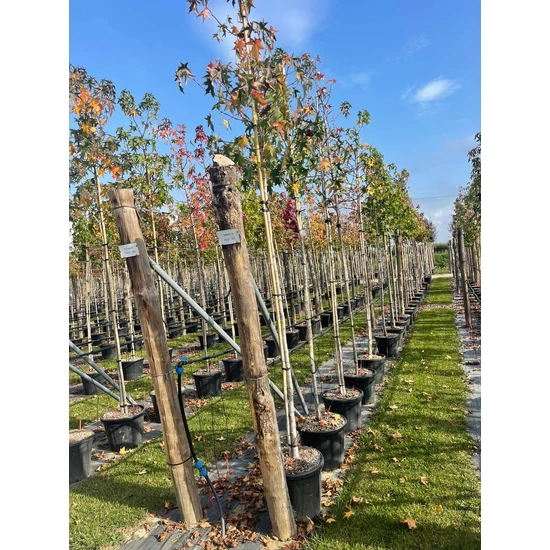 Amerikai ámbrafa   LIQUIDAMBAR STYRACIFLUA T200 10/12 K30