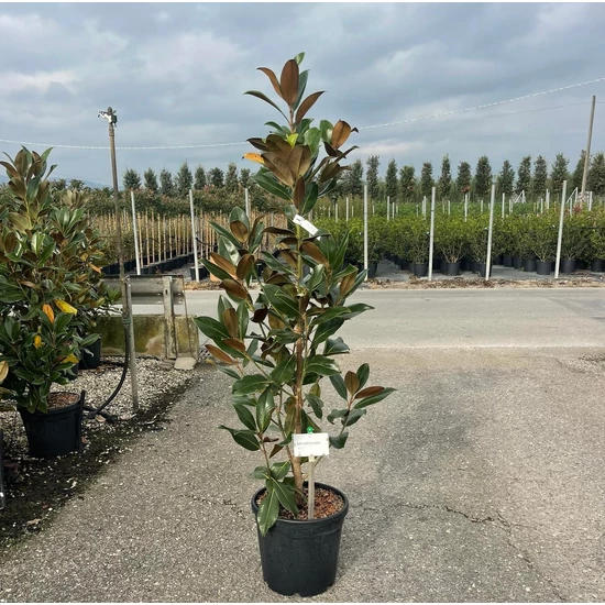 Örökzöld liliomfa   MAGNOLIA GRANDIFLORA GALLISONIENSIS 125/150 K25