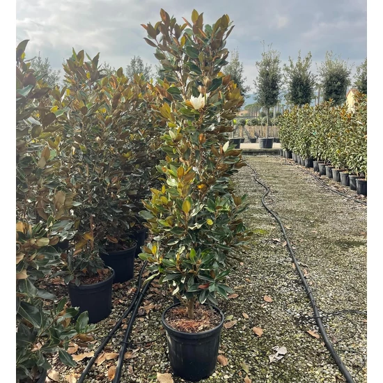 Örökzöld liliomfa   MAGNOLIA GRANDIFLORA LITTLE GEM 80/100 K15