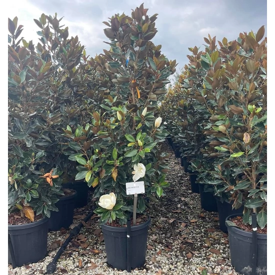 Örökzöld liliomfa   MAGNOLIA GRANDIFLORA LITTLE GEM 125/150 K25