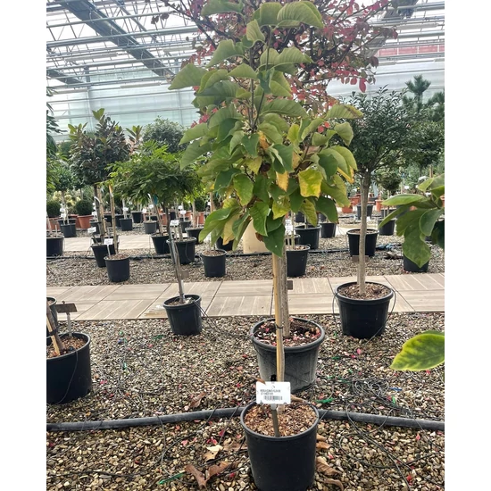 magnólia MAGNOLIA ACUMINATA YELLOW BIRD T1/2 K18