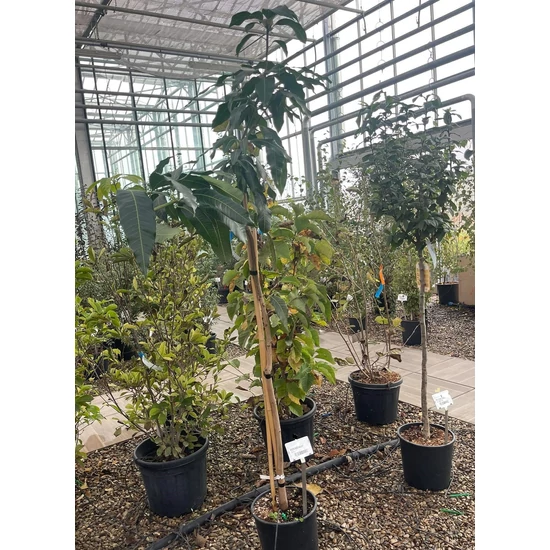 Mangó   MANGIFERA INDICA T1/2 K15