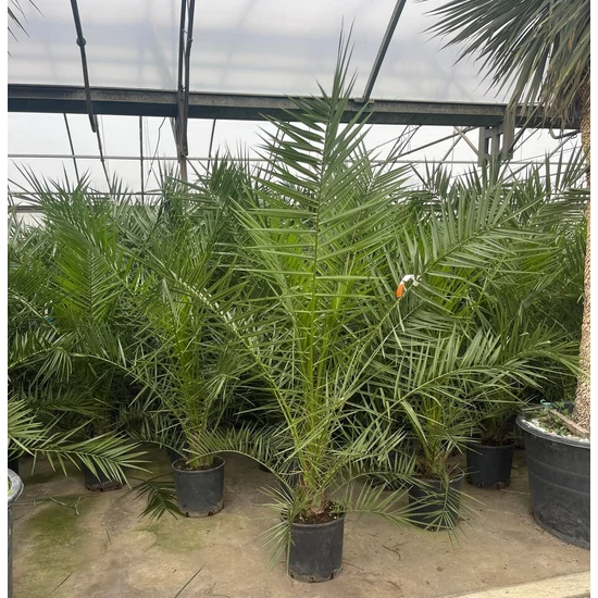 Datolyapálma PHOENIX CANARIENSIS 125/+ K15