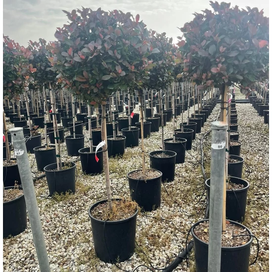 Örökzöld korallberkenye  PHOTINIA FRASERI LITTLE RED ROBIN T1/2 K18