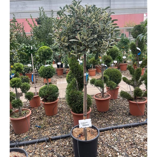Örökzöld korallberkenye PHOTINIA FRASERI PINK MARBLE T1/2 K18