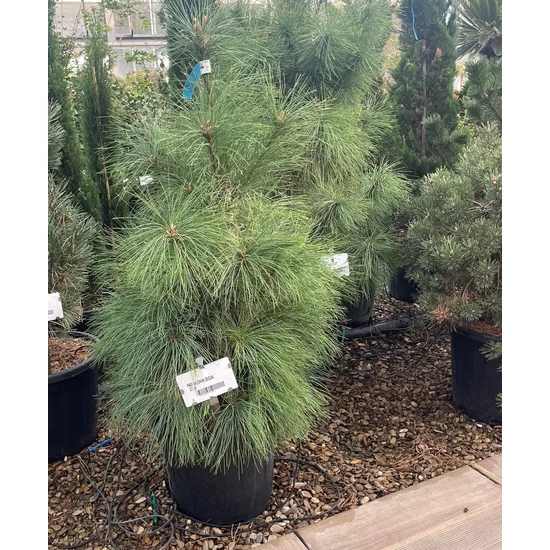 Himalájai selyemfenyő   PINUS WALLICHIANA 100/125 K25