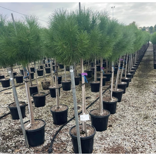 Mandulafenyő  PINUS PINEA T1/2 K25 