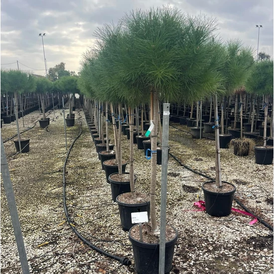 Mandulafenyő  PINUS PINEA T1/2 K30