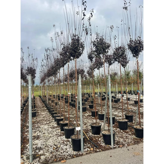 Vérszilva   PRUNUS CERASIFERA PISSARDI T200 10/12 K30