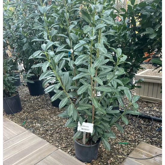 Kaukázusi babérmeggy  PRUNUS LAUROCERASUS CAUCASICA 100/125 K10