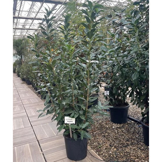 Kaukázusi babérmeggy  PRUNUS LAUROCERASUS CAUCASICA 150/+ K18
