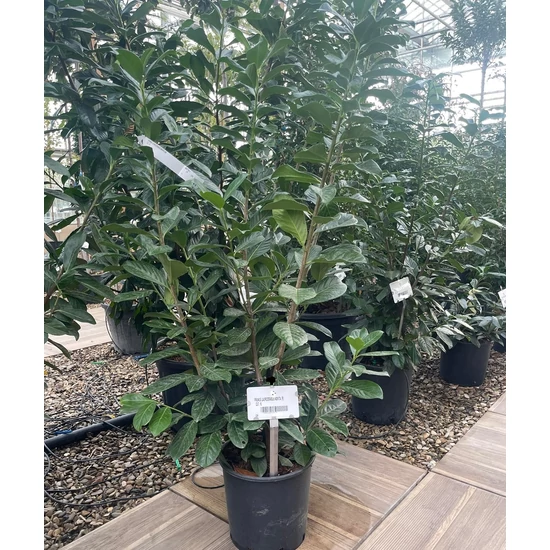 Közönséges babérmeggy   PRUNUS LAUROCERASUS NOVITA 100/125 K10