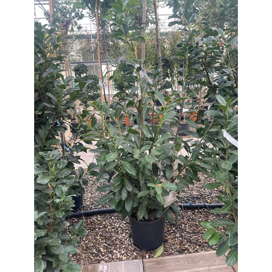 Közönséges babérmeggy   PRUNUS LAUROCERASUS NOVITA 150/+ K18