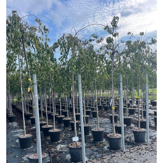 Vöröslevelű díszcseresznye   PRUNUS SERRULATA KIKU SHIDARE ZAKURA T200 10/12 K30