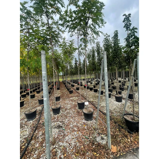 Rózsás akác   ROBINIA PSEUDOACACIA CASQUE ROUGE T200 10/12 K30