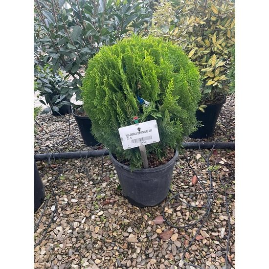 Aranylombú keleti tuja  THUJA ORIENTALIS COMPACTA AUREA NANA GÖMB K18