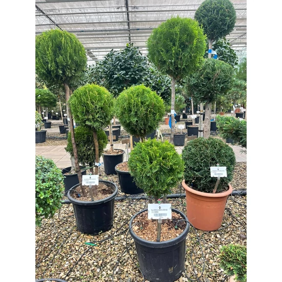 Aranylombú keleti tuja  THUJA ORIENTALIS COMPACTA AUREA NANA POM-PON K30