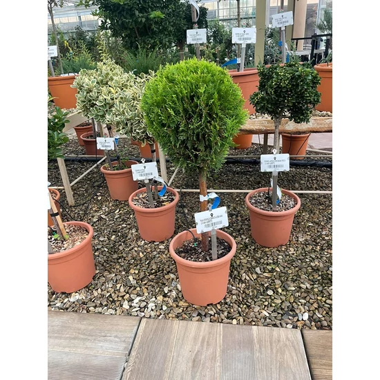 Aranylombú keleti tuja  THUJA ORIENTALIS COMPACTA AUREA NANA T1/4 K9