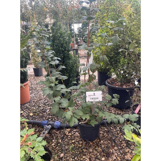 Labdarózsa    VIBURNUM OPULUS ROSEUM 60/80 K10