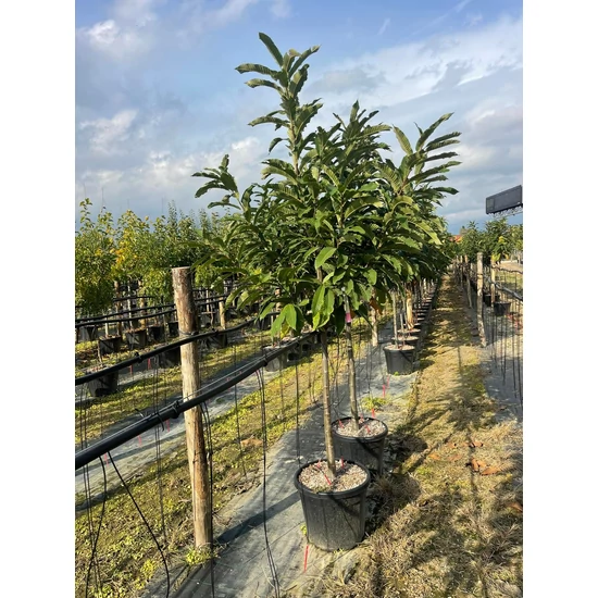 Szelídgesztenye Castanea sativa