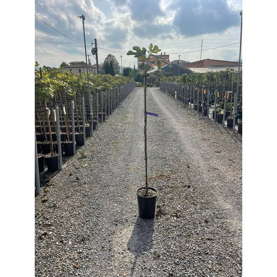 Füge FICUS CARICA BROWN TURKEY T1/2 K6