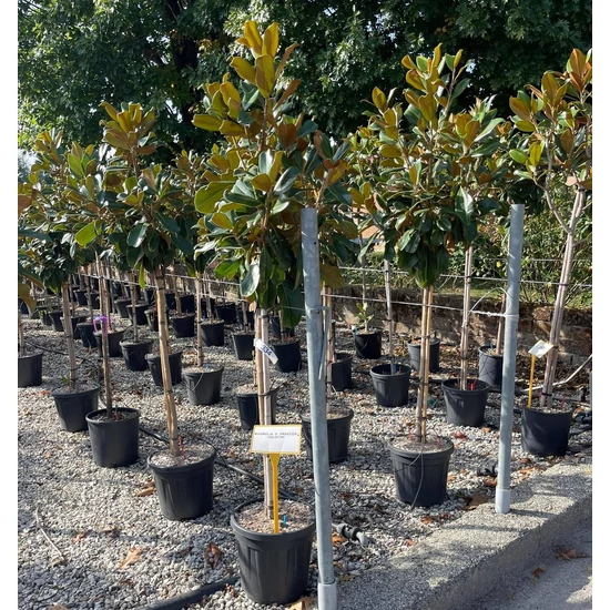 Örökzöld liliomfa   MAGNOLIA GRANDIFLORA GALLISONIENSIS PRAECOX T1/2 K15