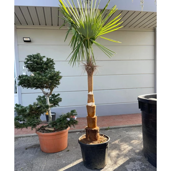 Kínai kenderpálma CHAMAEROPS EXCELSA TISZTÍTOTT TÖRZS T100/120 