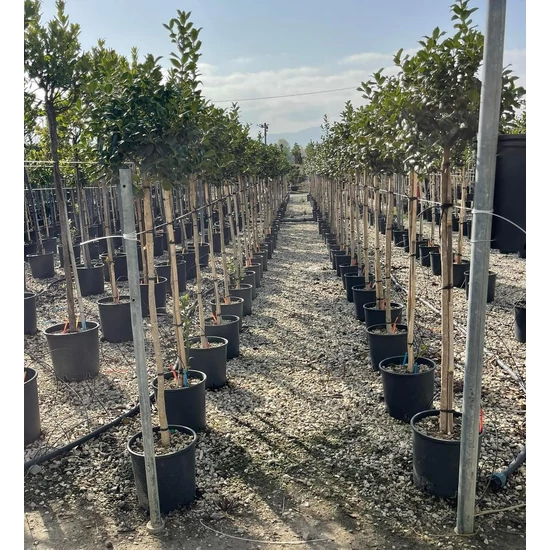 Magyal   ILEX MUTCHAGARA NELLIE R. STEVENS T1/2 K9