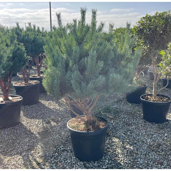Törpe erdeifenyő-bonsai   PINUS SYLVESTRIS WATERERI TÖBBTÖRZSES 100/120 K45