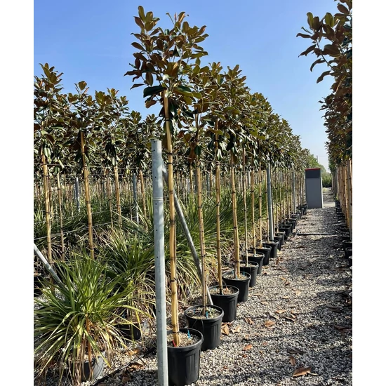 Örökzöld liliomfa  MAGNOLIA GRANDIFLORA GALLISONIENSIS PRAECOX 8/10 K30
