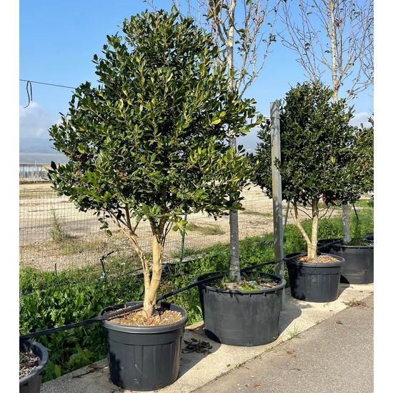 Közönséges magyal   ILEX MUTCHAGARA NELLIE R. STEVENS KÉT TÖRZSES 200/+ K150