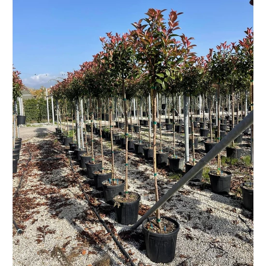 Örökzöld korallberkenye   PHOTINIA FRASERI RED ROBIN T3/4 K25