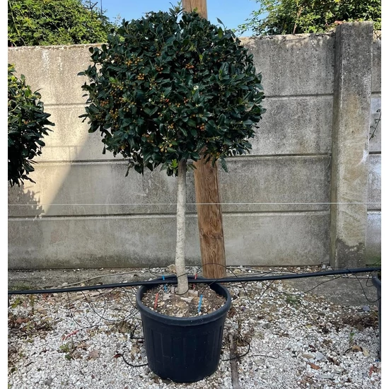 Magyal    ILEX MUTCHAGARA NELLIE R. STEVENS T1/2 80/100 K70