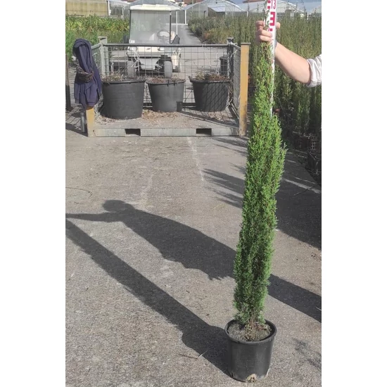 Európai ciprus   CUPRESSUS SEMPERVIRENS TOTEM 100/125 K5         