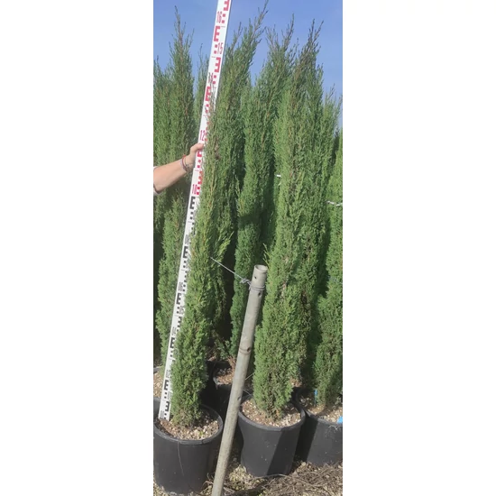 Európai ciprus   CUPRESSUS SEMPERVIRENS TOTEM 150/170 K18